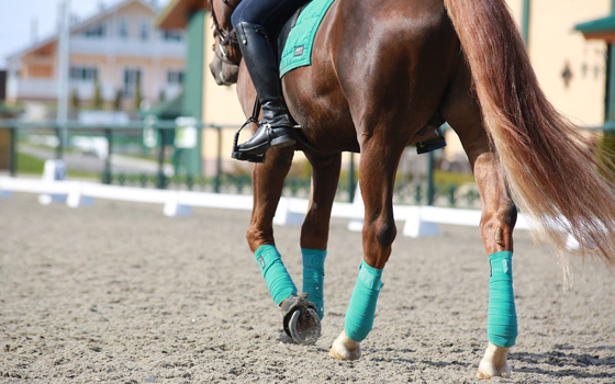 Спортивная тренировка на своей лошади